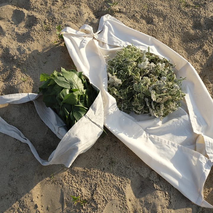 cueillette des plantes des femmes aux propri&eacute;t&eacute;s tinctoriales / achill&eacute;e millefeuille en bord de route &agrave; Cosne-sur-Loire