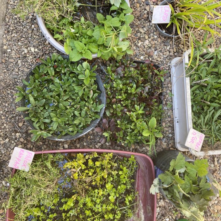f&ecirc;te du printemps et atelier greffe