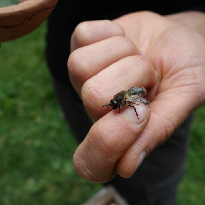 Journ&eacute;e d'initiation &agrave; l'apiculture !