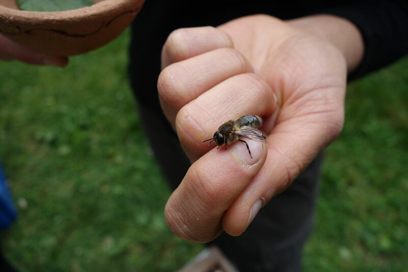 journ&eacute;e d'initiation &agrave; l'apiculture !