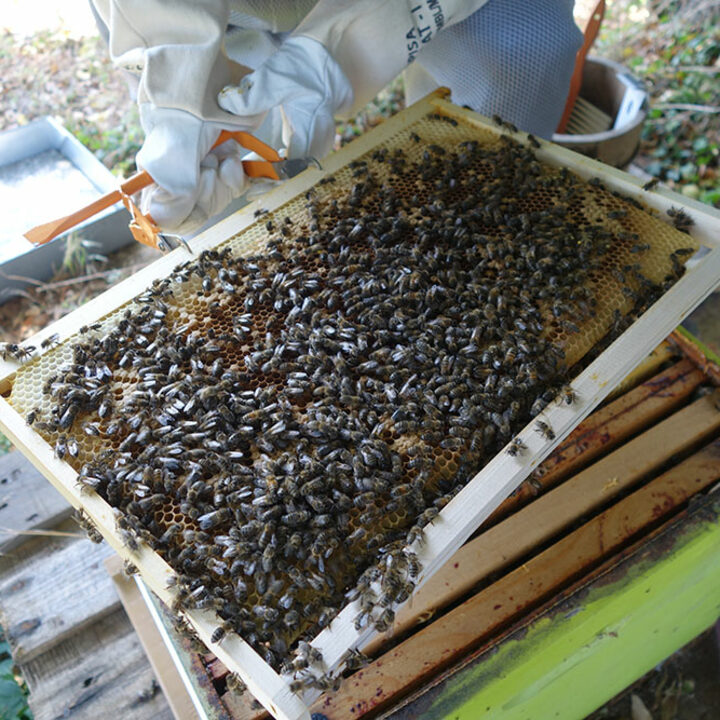 Bzz ?
