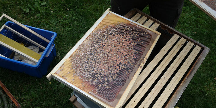 Journ&eacute;e d'initiation &agrave; l'apiculture !