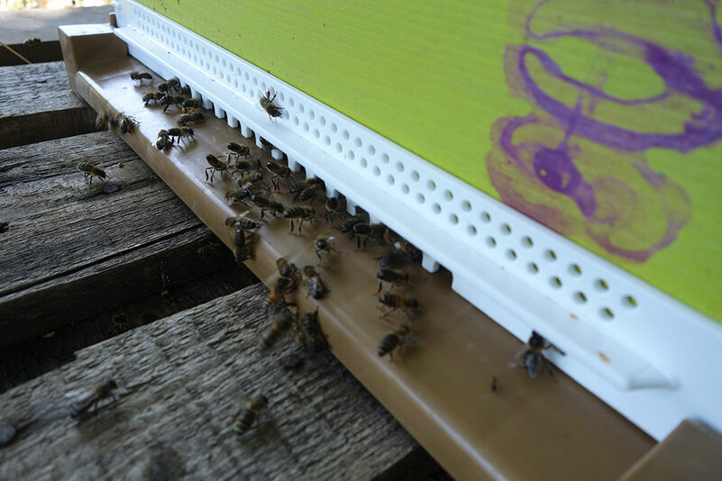 journ&eacute;e d'initiation &agrave; l'apiculture !
