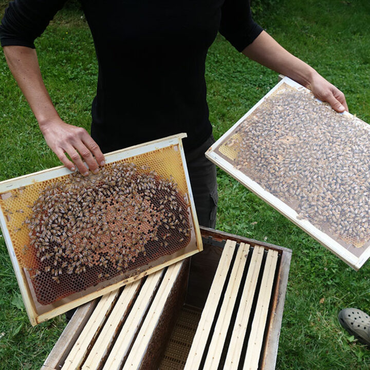 Journ&eacute;e d'initiation &agrave; l'apiculture !