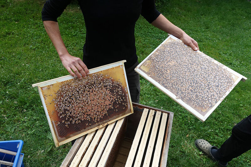journ&eacute;e d'initiation &agrave; l'apiculture !