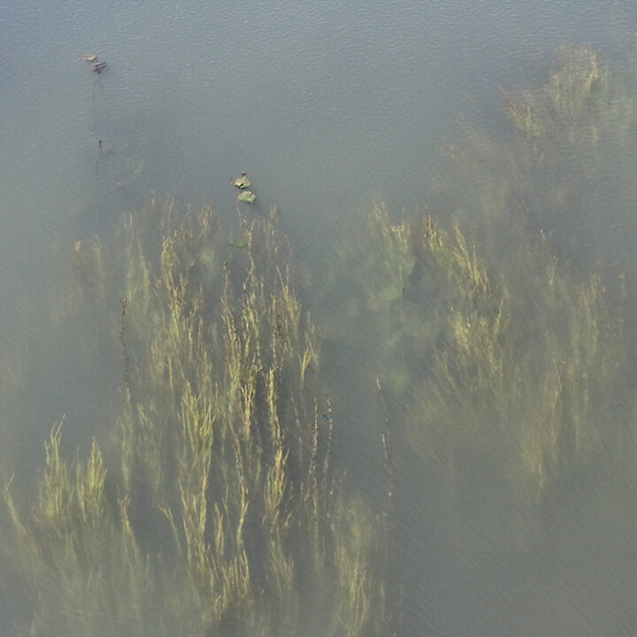 Je regarde la for&ecirc;t d'algues sous la surface de l'eau quand je traverse le pont...Elle nous raconte la pr&eacute;sence des arbres et v&eacute;g&eacute;taux alentours. Elle dit, un jour quelqu'un a d&eacute;vers&eacute; son aquarium dans la rivi&egrave;re et depuis ce jour, ces plantes ont pris racines. Elles ne sont pas d'ici.