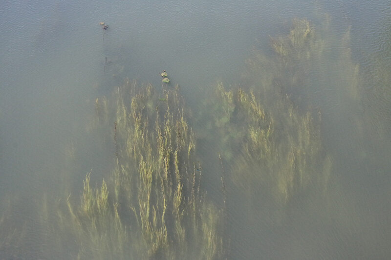 Je regarde la for&ecirc;t d'algues sous la surface de l'eau quand je traverse le pont...Elle nous raconte la pr&eacute;sence des arbres et v&eacute;g&eacute;taux alentours. Elle dit, un jour quelqu'un a d&eacute;vers&eacute; son aquarium dans la rivi&egrave;re et depuis ce jour, ces plantes ont pris racines. Elles ne sont pas d'ici.