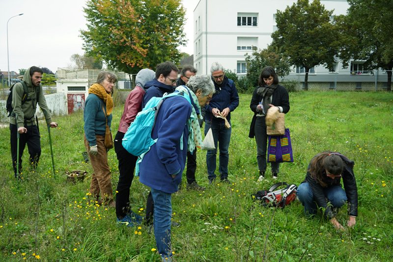 rep&eacute;rages des plantes &agrave; cueillir &agrave; l'&icirc;lot Binot