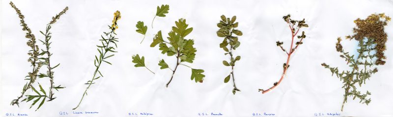 herbier des plantes ramass&eacute;s au parc Schweitzer