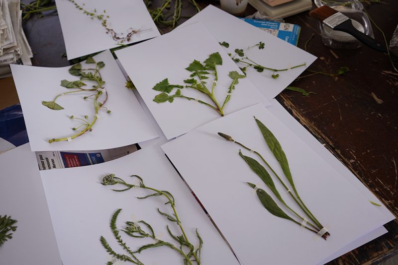 plantes sauvages