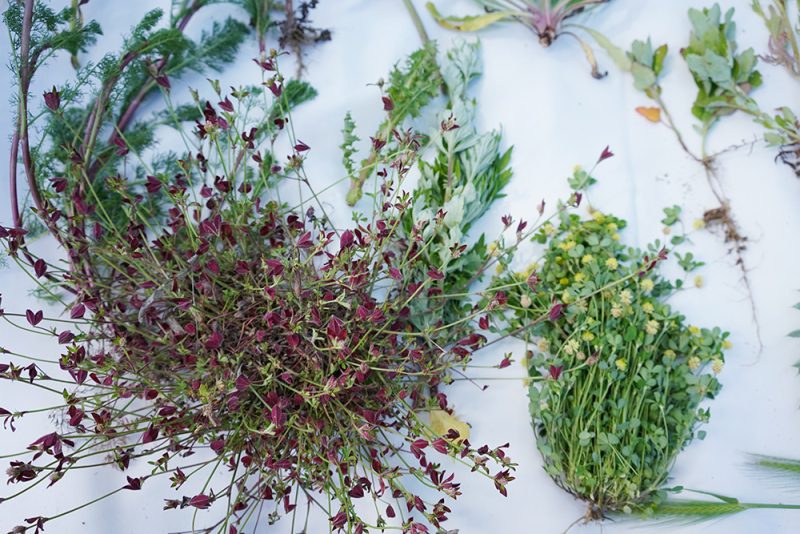 plantes sauvages