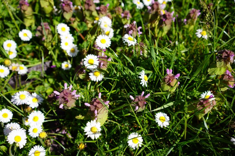 paquerette et lamier pourpre