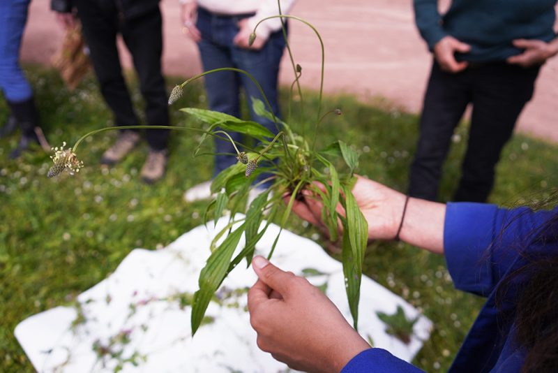 cueillette de plantes identifi&eacute;es