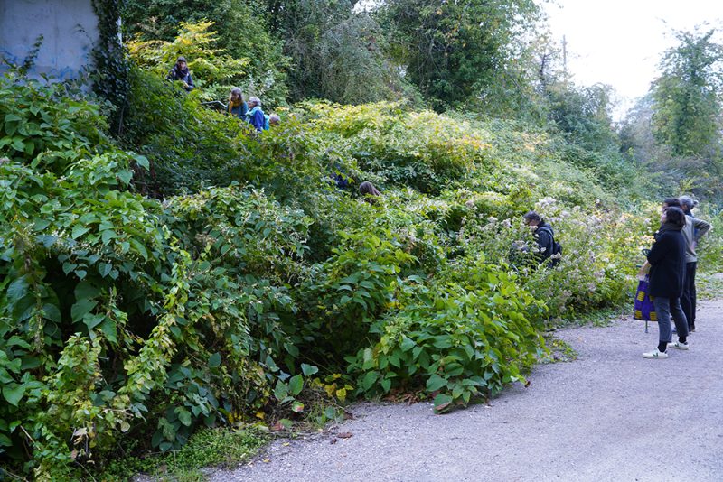 exploration d'une zone en contrebas de l'ancienne voie ferr&eacute;e sous la rue des filoirs, remplie de renou&eacute;e du Japon