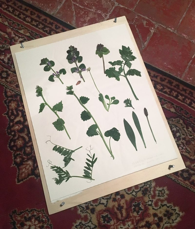 herbier du jour r&eacute;alis&eacute; par L&eacute;onore Conte