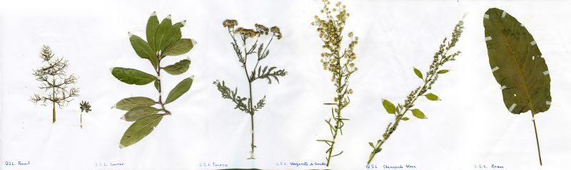plantes sauvages