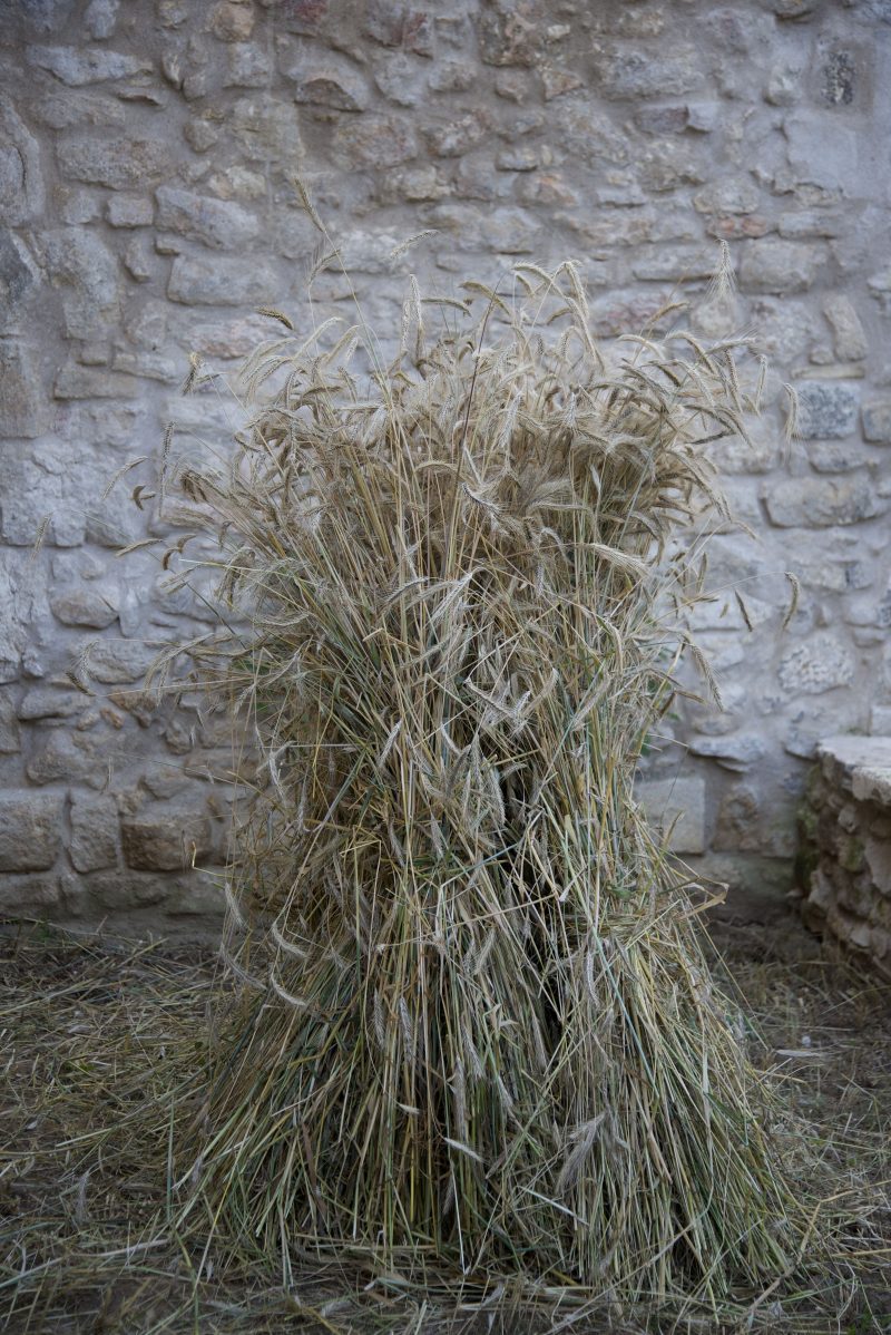 gerbier de paille de seigle /