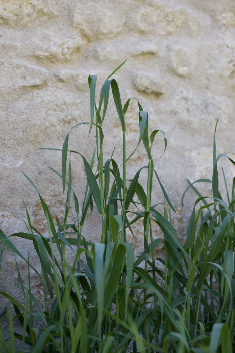 montaison du seigle /
