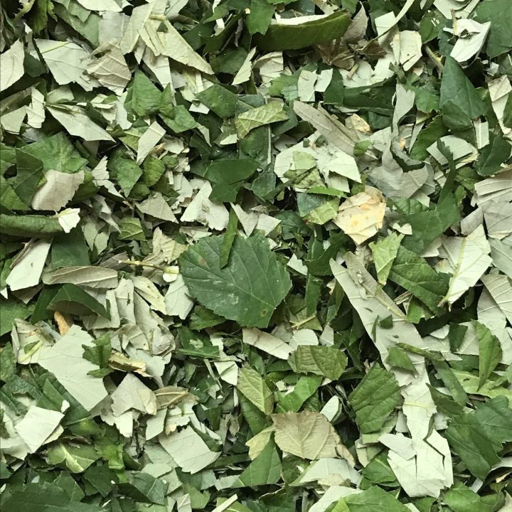 D&eacute;coupage des feuilles pour l&rsquo;infusion et la teinture.
