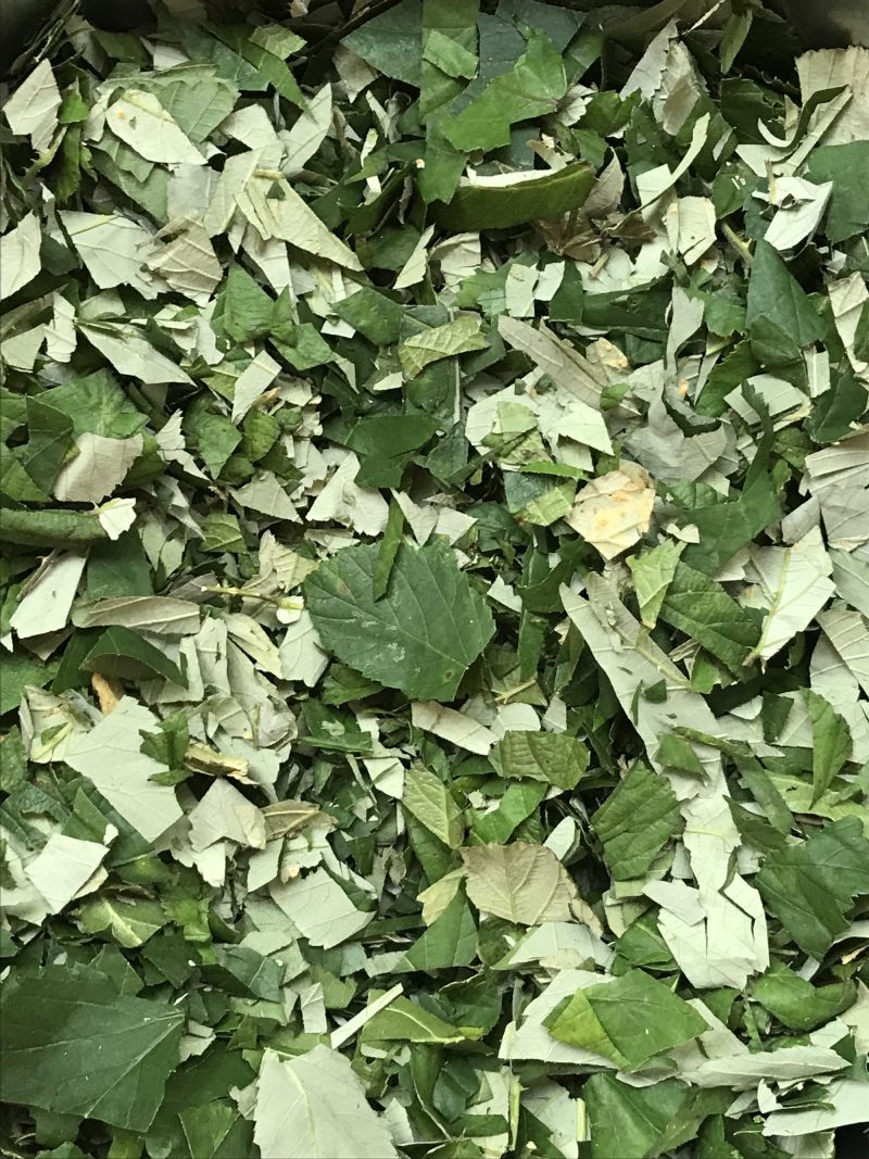 D&eacute;coupage des feuilles pour l&rsquo;infusion et la teinture.