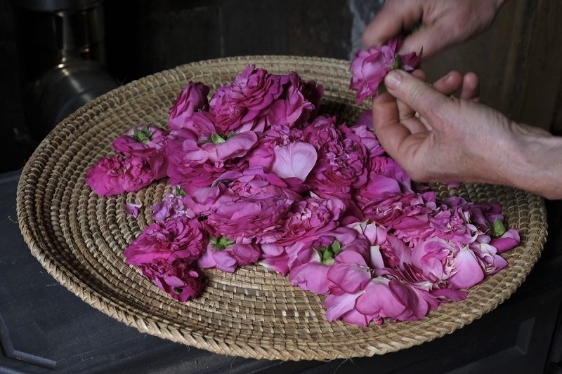 p&eacute;tales de rose, pr&eacute;paration pour le s&eacute;chage / avec Elvire Bourgeois, herboriste &agrave; Pouilly-sur-Loire.